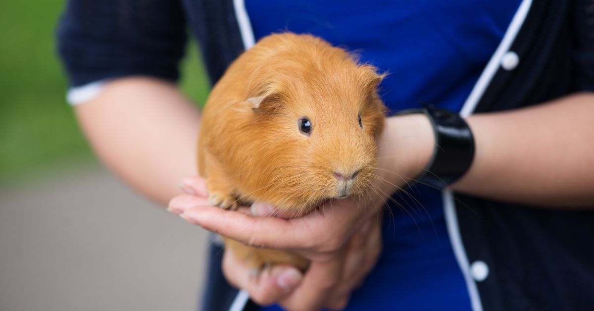 How To Bond With Your Guinea Pig