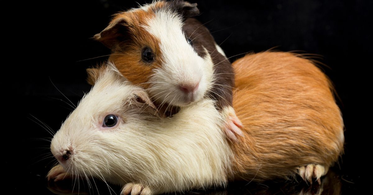 How To Take Care Of A Guinea Pig For Beginners