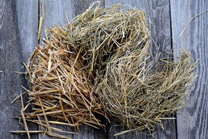 straw vs hay for guinea pig bedding