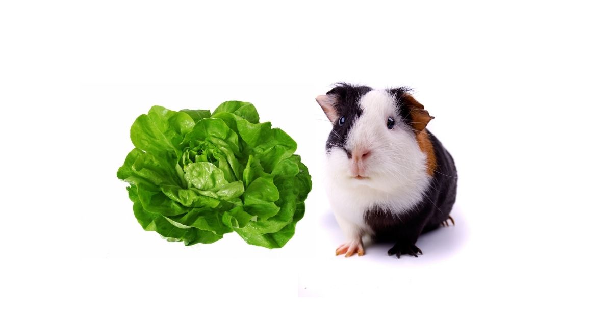 Can Guinea Pigs Eat Lettuce